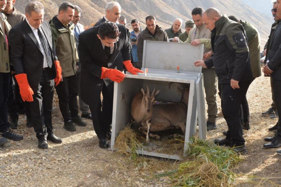 2 dağ keçisi ve 3 kızıl şahin tedavilerinin ardından doğaya bırakıldı