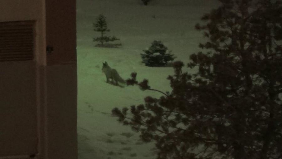 Erzurum’da aç kalan tilki kent merkezinde yiyecek aradı