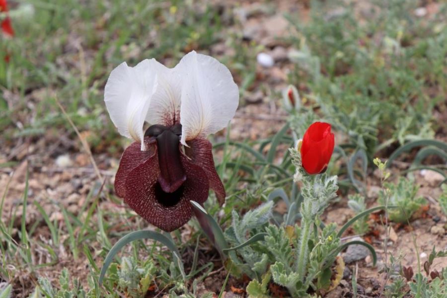  Iris Iberica çiçekleri göz kamaştırıyor