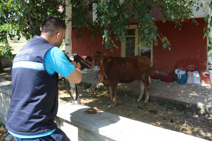  Erzurum’da kaçan kurbanlık ortalığı birbirine kattı