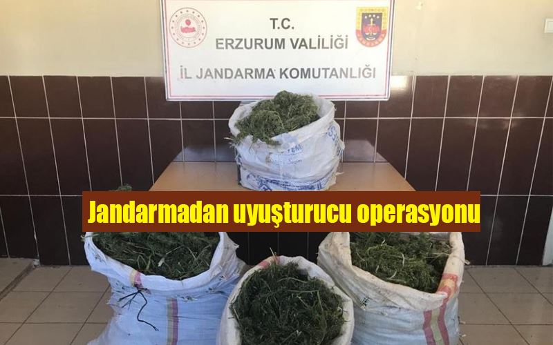 Jandarmadan uyuşturucu operasyonu