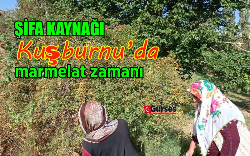 Kuşburnuda marmelat zamanı