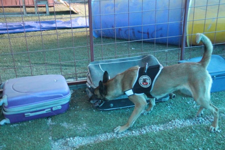 Narkotik köpeği Eris, Erzurum’da uyuşturucuya geçit vermiyor