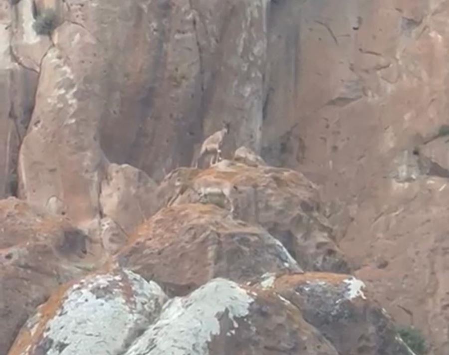 Erzurum’da nesli tükenmekte olan yaban keçileri görüntülendi