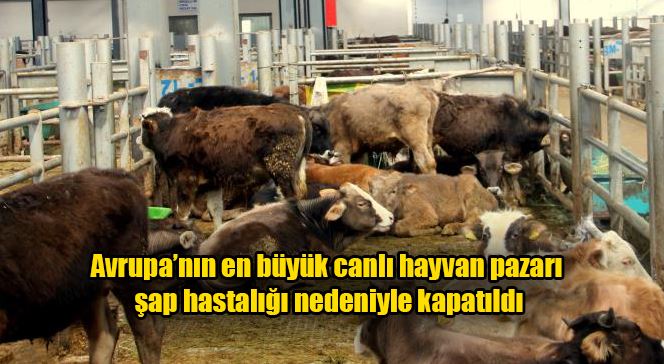 Avrupa’nın en büyük canlı hayvan pazarı şap hastalığı nedeniyle kapatıldı