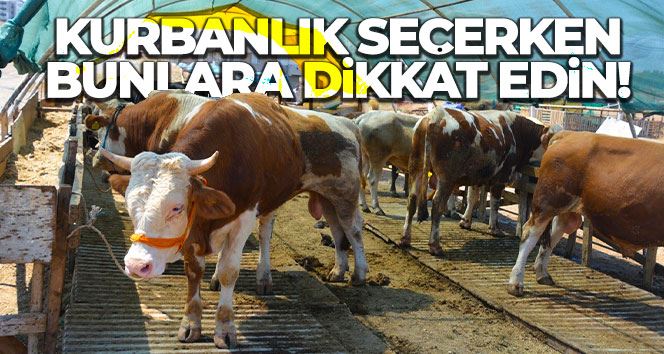 Kurbanlık seçerken bunlara dikkat edin