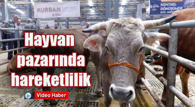 Hayvan pazarında hareketlilik