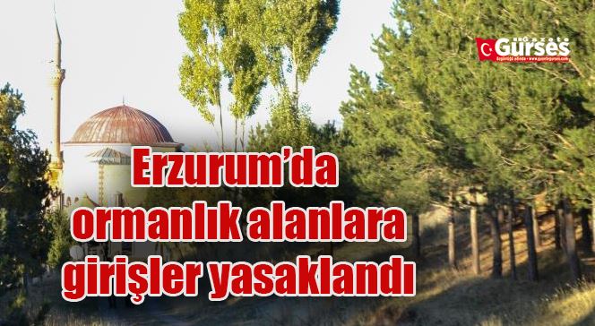 Erzurum’da ormanlık alanlara girişler yasaklandı