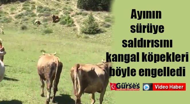 Ayının sürüye saldırısını kangal köpekleri böyle engelledi