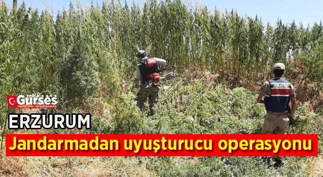 Jandarmadan uyuşturucu operasyonu