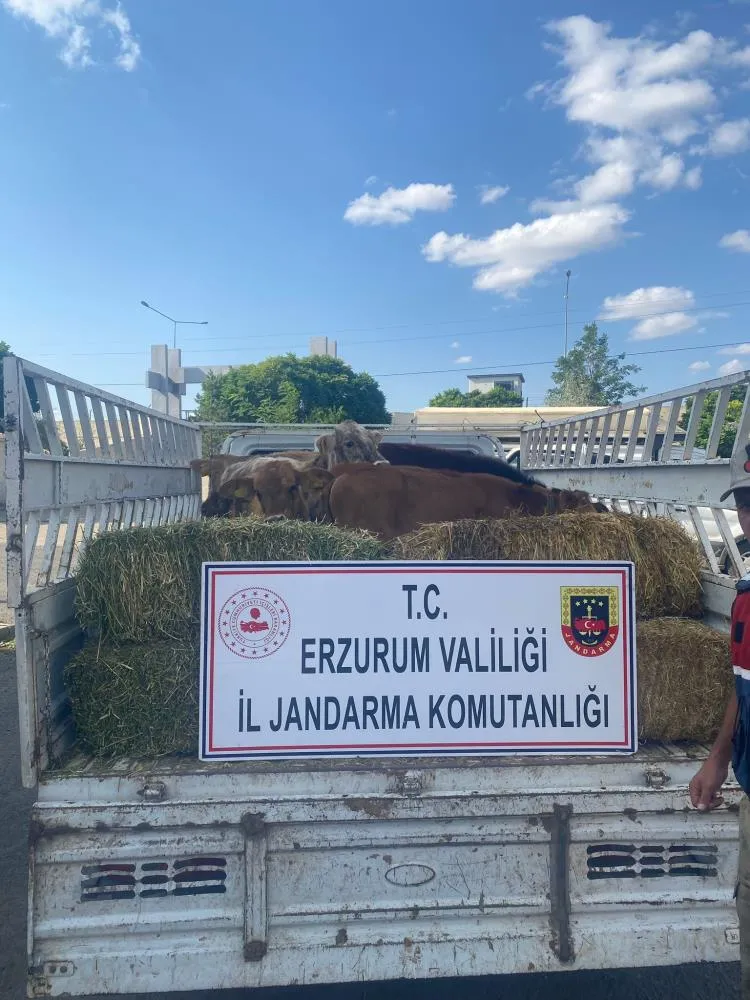 Büyükbaş hayvan hırsızları jandarmadan kaçamadı