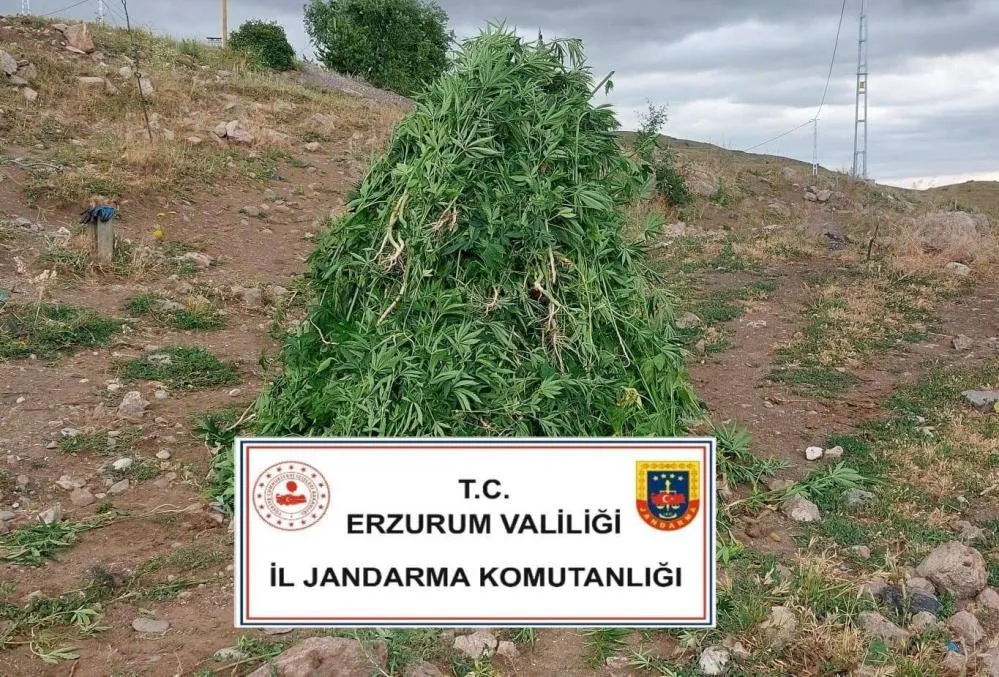 Aşkale’de kenevir operasyonu