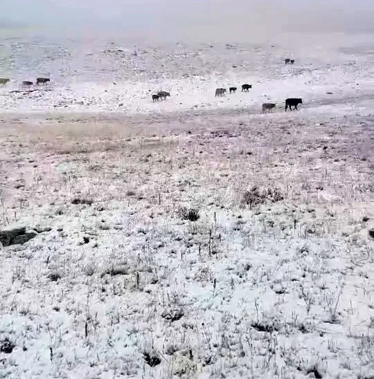 Erzurum