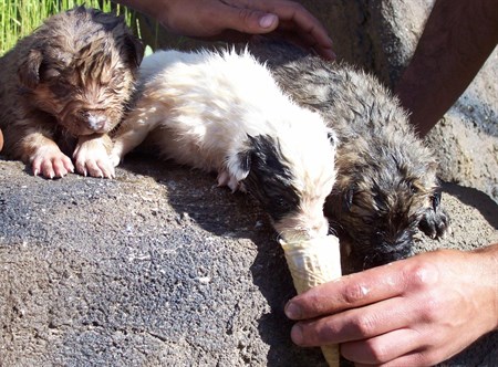 YAVRU KÖPEKLER DONDURMAYLA SERINLEDI