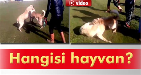 Bahis üzerine köpek dövüstürme dehseti