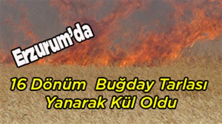 16 DÖNÜMLÜK TARLADAKI BUGDAY YANGINDA KÜL OLDU