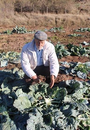 TARLADAKI LAHANALARI ÇALDILAR