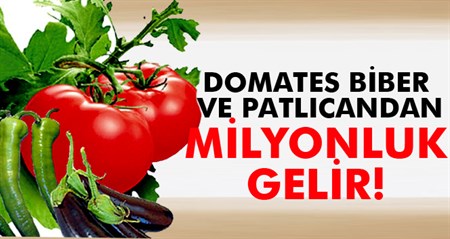 Domates, biber ve patlican sapindan milyonluk gelir