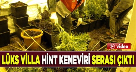 Uyusturucu yetistirmek için lüks villayi seraya çevirdiler