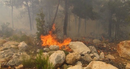 Çay demledi, 100 dönümlük kizilçam ormanini yakti