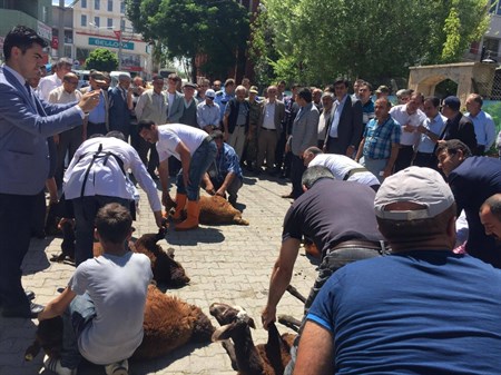 Horasan’da 20 sükür kurbani kesildi