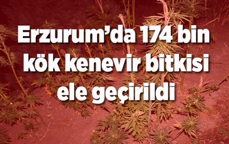 Erzurum’da 174 bin kök kenevir bitkisi ele geçirildi