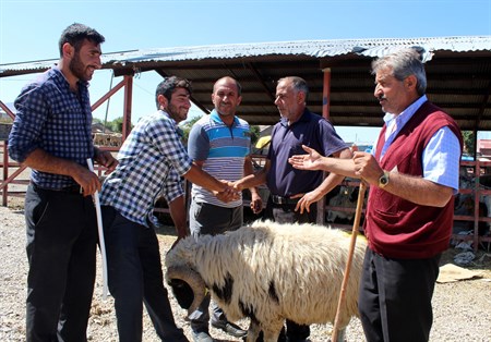 Erzurum Hayvan Pazarinda hareketlilik basladi