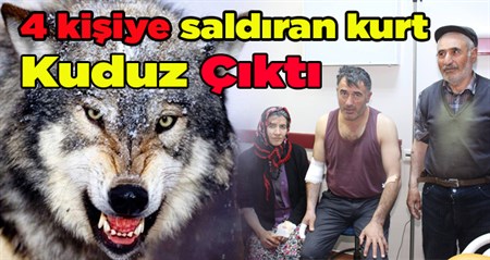 4 kisiye saldiran kurt kuduz çikti