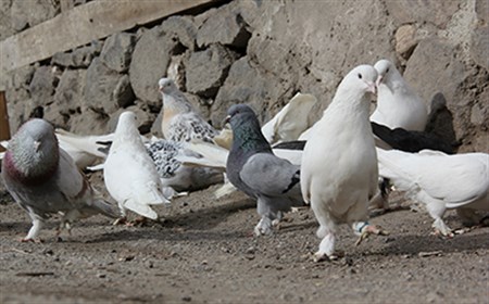 Otomobil fiyatina güvercin