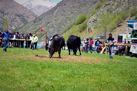 Aksu Boga Güresleri Festivali yapiliyor