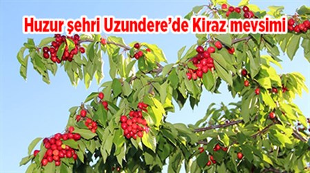 Huzur sehri Uzundere’de Kiraz mevsimi