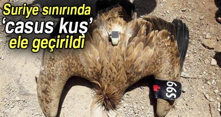 Suriye sinirinda ’casus kus’ ele geçirildi