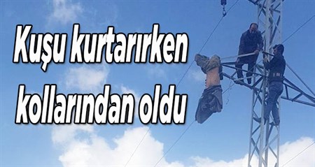 Kusu kurtarirken kollarindan oldu