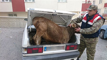 Bomba süphesiyle kovalanan aracin bagajindan buzagi çikti