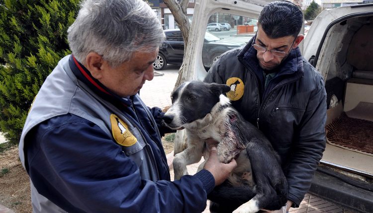 Suriye’de yaralanan köpek Gaziantep’te tedavi edildi