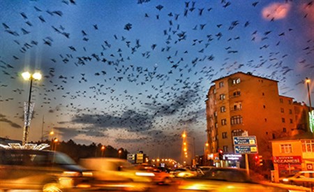 Erzurum’da gökyüzünü kargalar kapladi