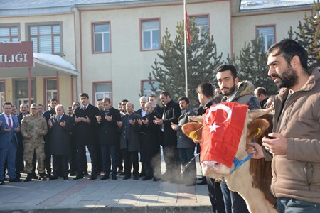 Askale’den Afrin’deki Mehmetçige 2 adet tosun gönderdiler