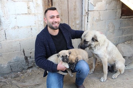 Kangal yavrulari ameliyat olursa yürüyecekler