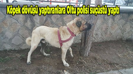 Köpek dövüsü yaptiranlara Oltu polisi suçüstü yapti