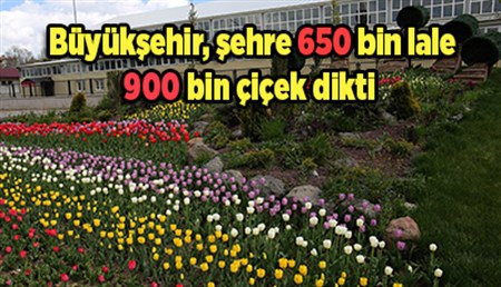 Büyüksehir, sehre 650 bin lale, 900 bin çiçek dikti