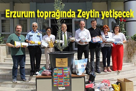 Erzurum topraginda Zeytin yetisecek