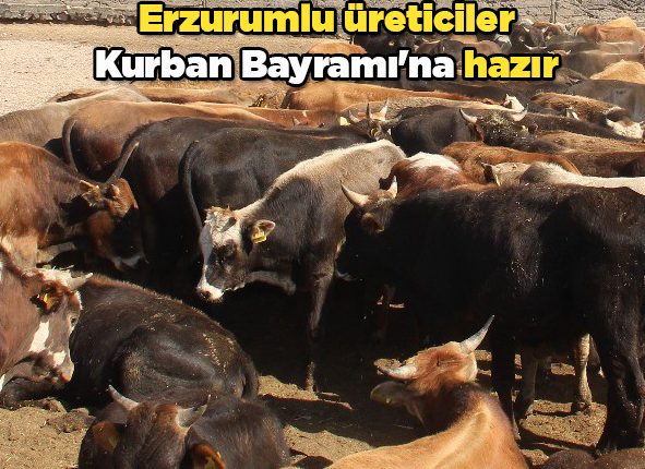 Erzurumlu üreticiler Kurban Bayrami’na hazir