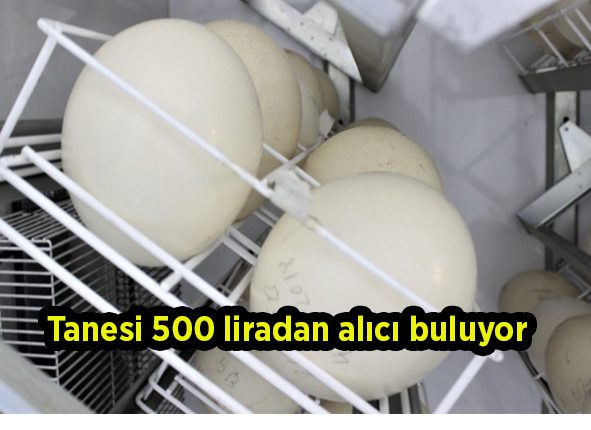 1,5 ayda yumurtadan çikiyor, tanesi 500 liradan alici buluyor