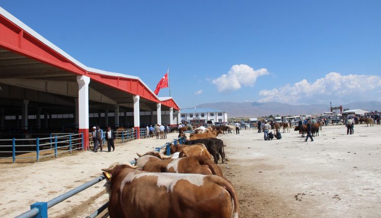 Erzurum’dan batiya kurban sevkiyati basladi