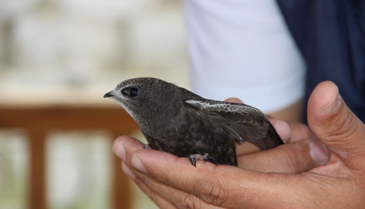 Yerde nadir görülen kuslardan biri olan Ebabil kusu Erzurum’da bulundu