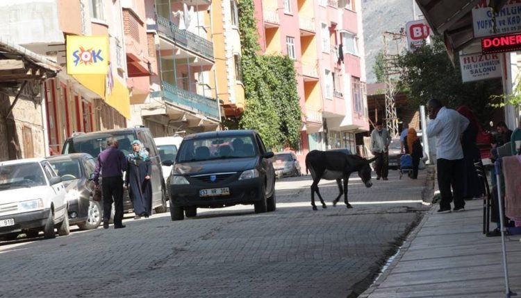 Sahipsiz esek ilçede trafigi aksatiyor