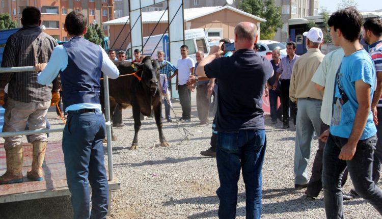 Erzurum’da ‘Angus’ cinsi kurbanlik güçlükle kesilebildi