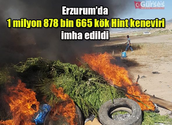 Erzurum’da 1 milyon 878 bin 665 kök Hint keneviri imha edildi