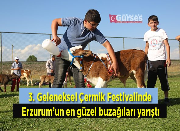 3. Geleneksel Çermik Festivalinde Erzurum’un en güzel buzagilari yaristi