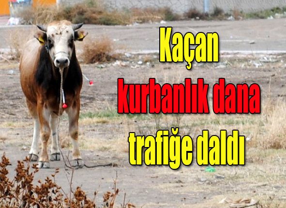 Kaçan kurbanlik dana trafige daldi